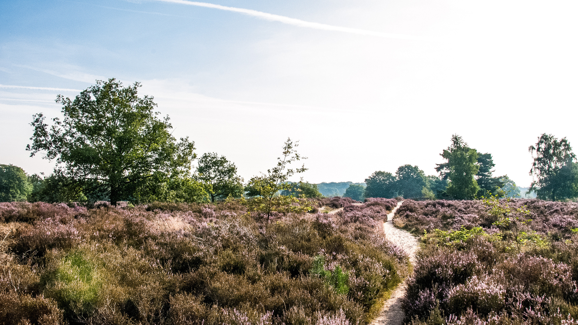 Heide in Limburg