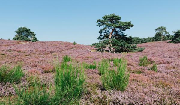 Hei in bloei in Limburg