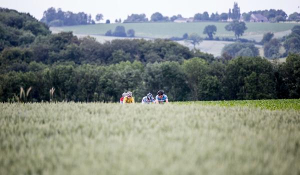 Wielrenners op een heuvel in Limburg