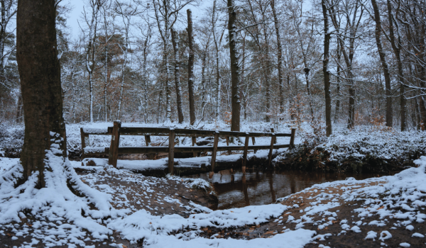 Forest bathing in Limburg