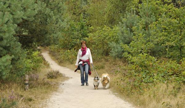 Wandelen eikpunt De Hamert