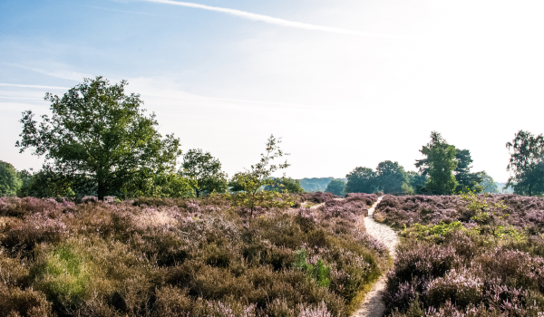 Heide in Limburg